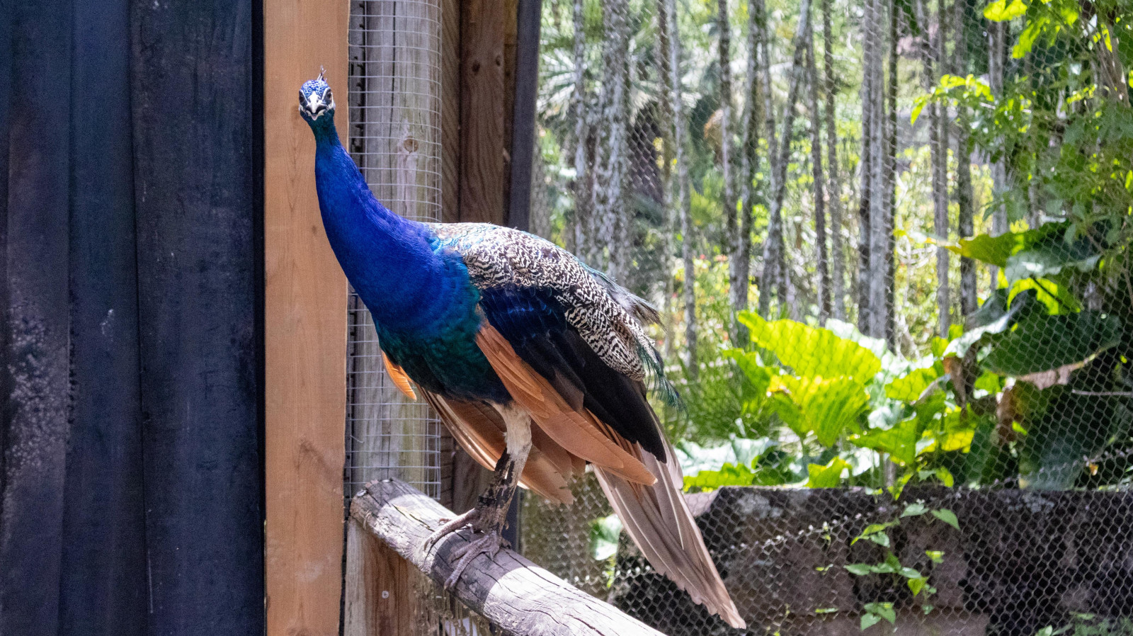 À la découverte du zoo de Martinique