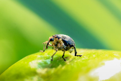 Charançon noir de la vigne - "Otiorhynchus sulcatus"