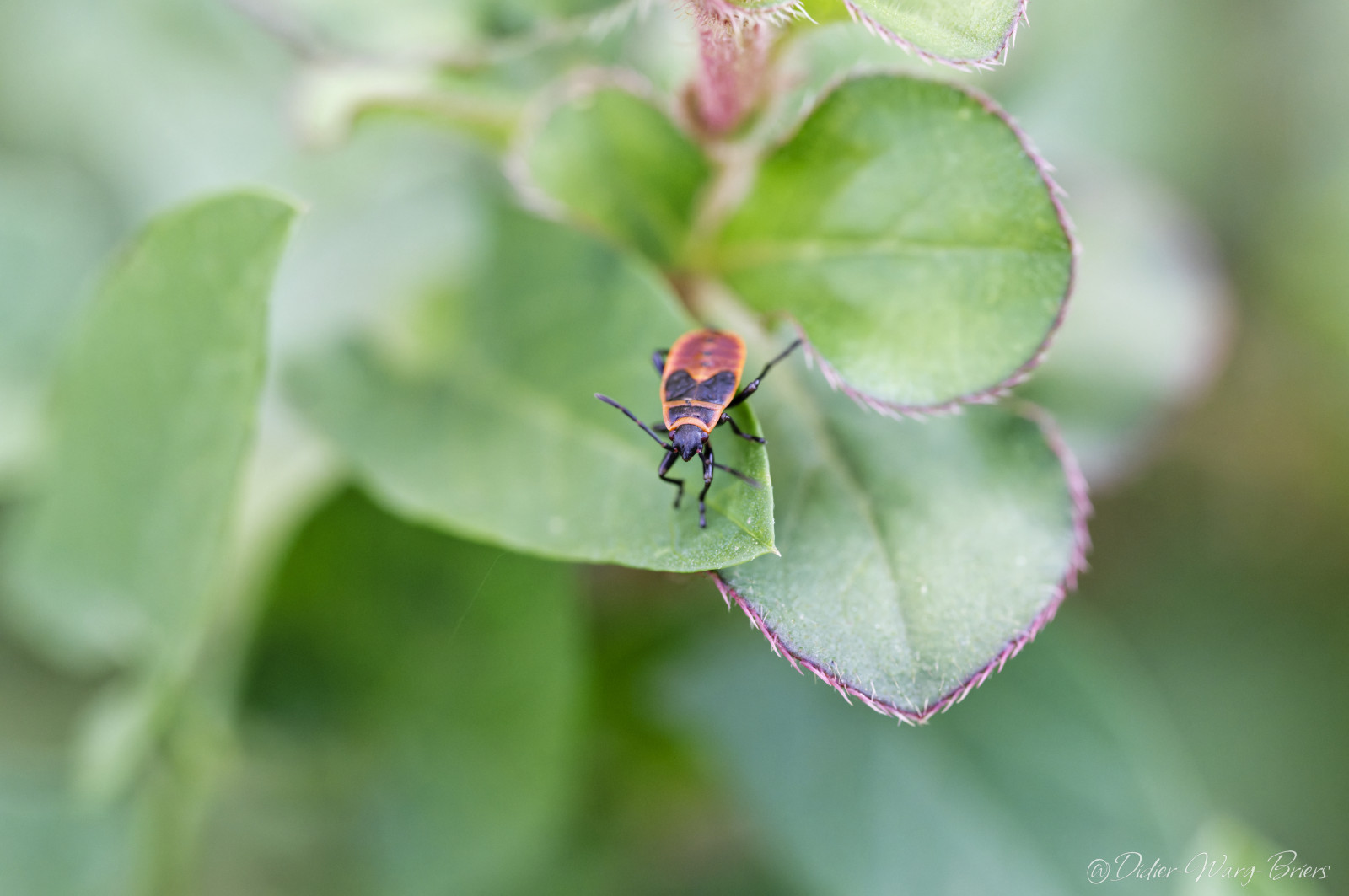 Suite sortie insectes