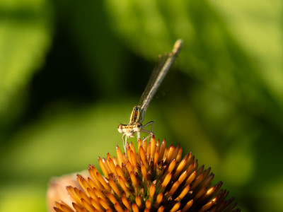 Une sortie macro en bonne compagnie au parc de Gerland 🔍
Des modèles discrets mais adeptes du posing !