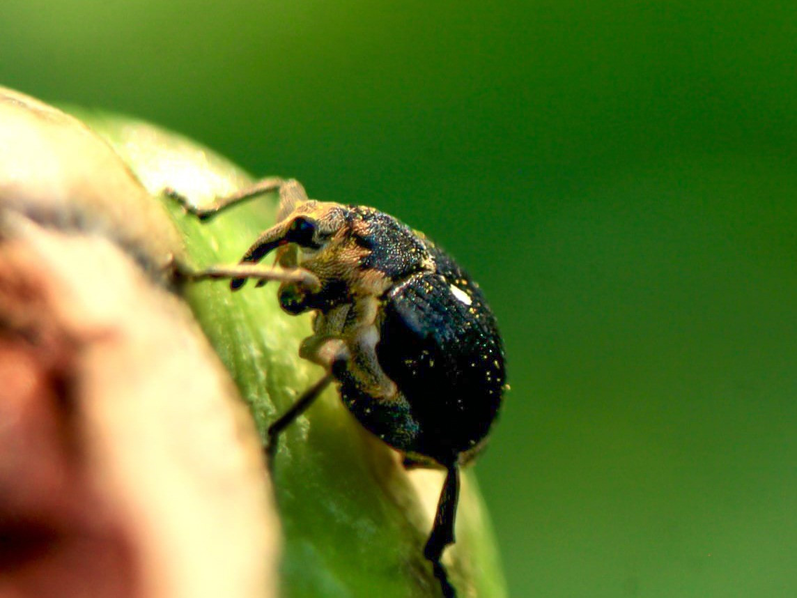 Charançon noir de la vigne - "Otiorhynchus sulcatus"