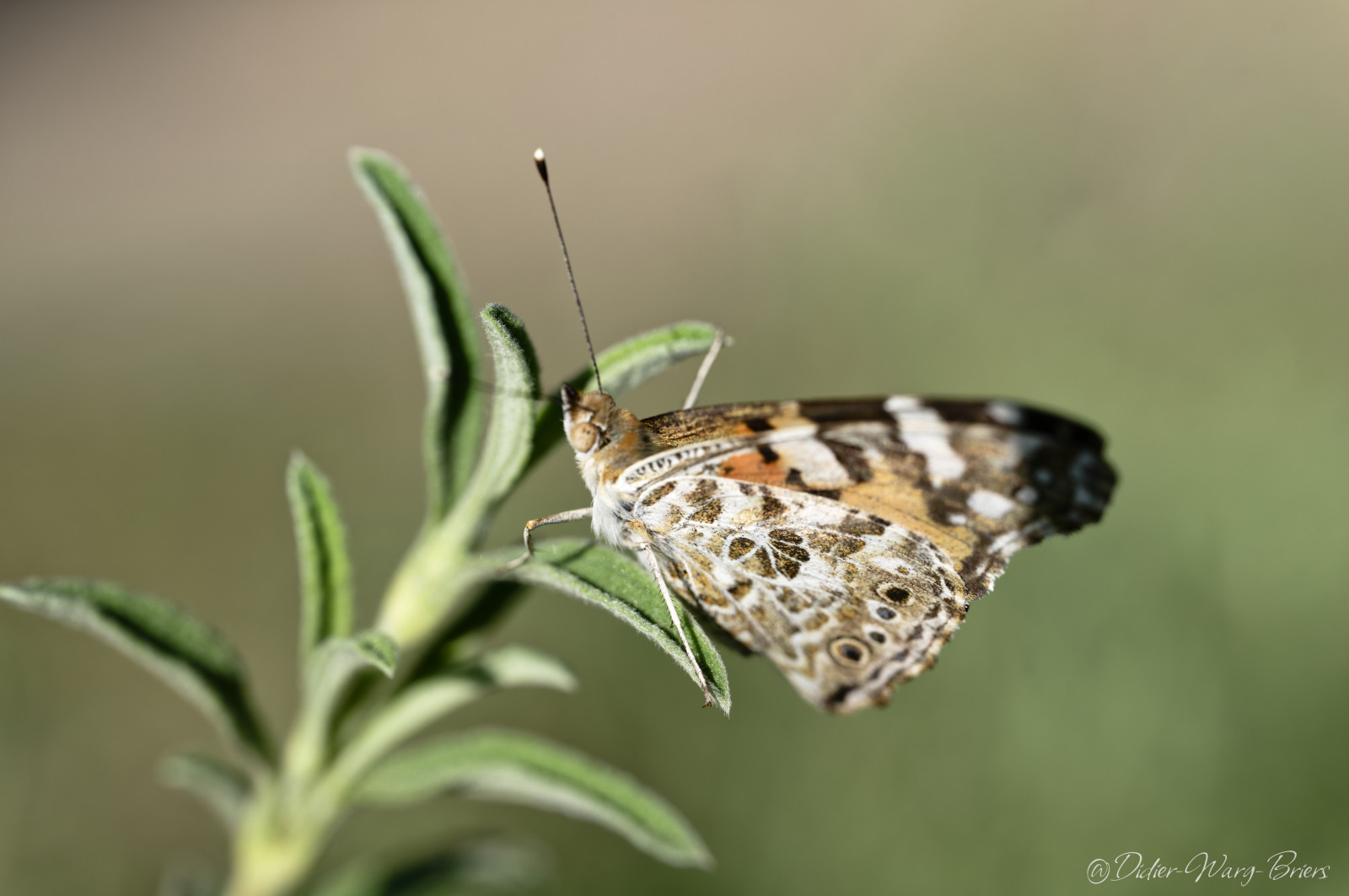 Quelques photos réalisées à l'occasion de la sortie insectes au parc de Gerland.