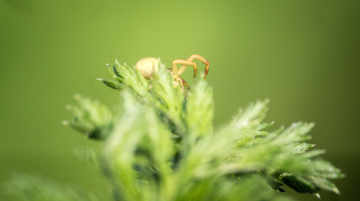 Une sortie macro en bonne compagnie au parc de Gerland 🔍
Des modèles discrets mais adeptes du posing !