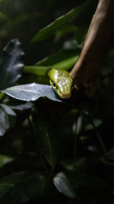 A la découverte des serpents