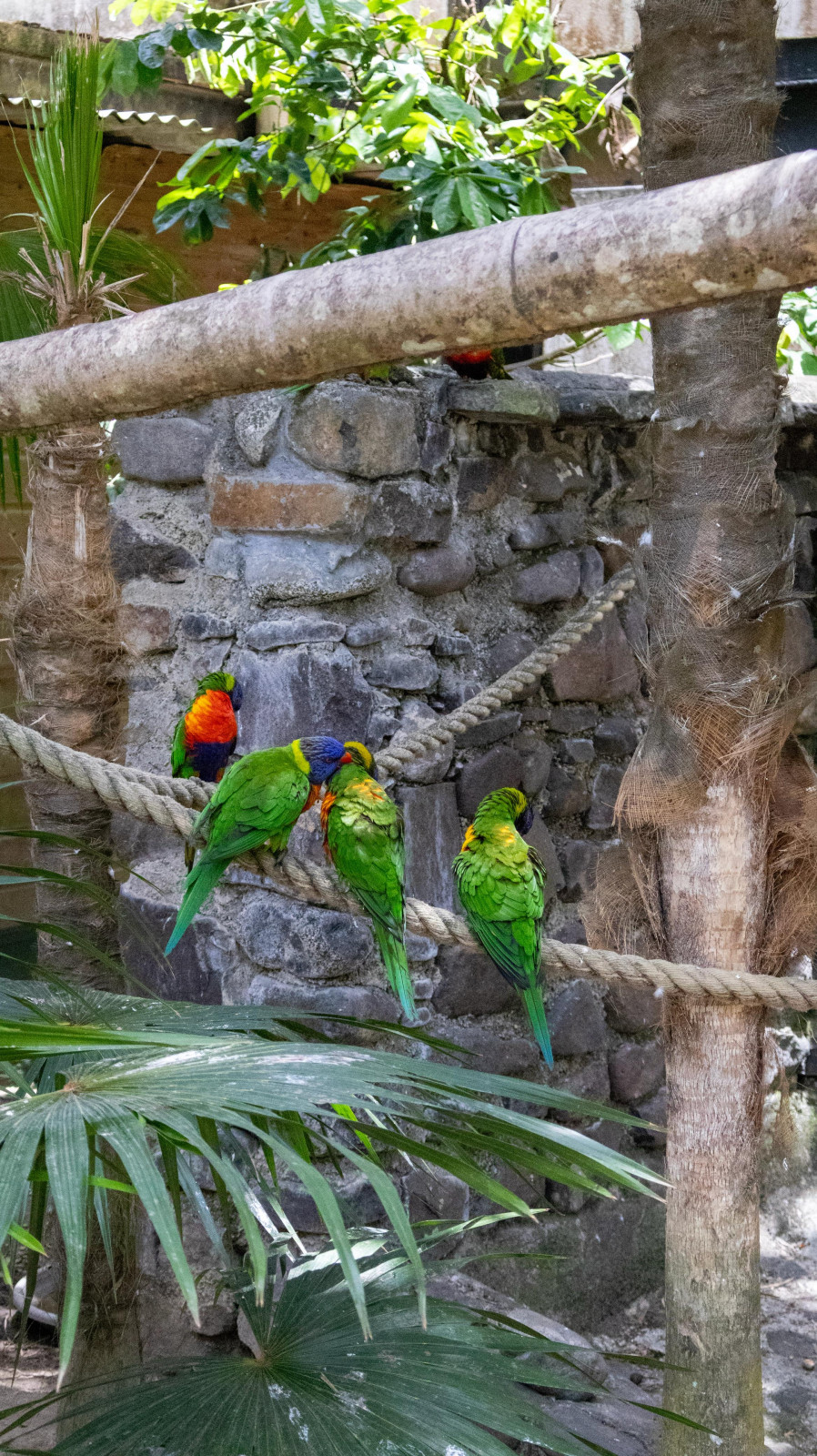 À la découverte du zoo de Martinique