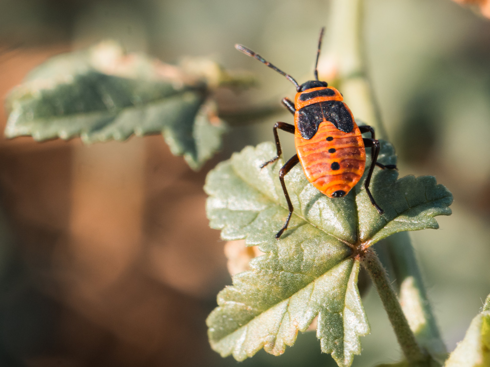 Une sortie macro en bonne compagnie au parc de Gerland 🔍
Des modèles discrets mais adeptes du posing !