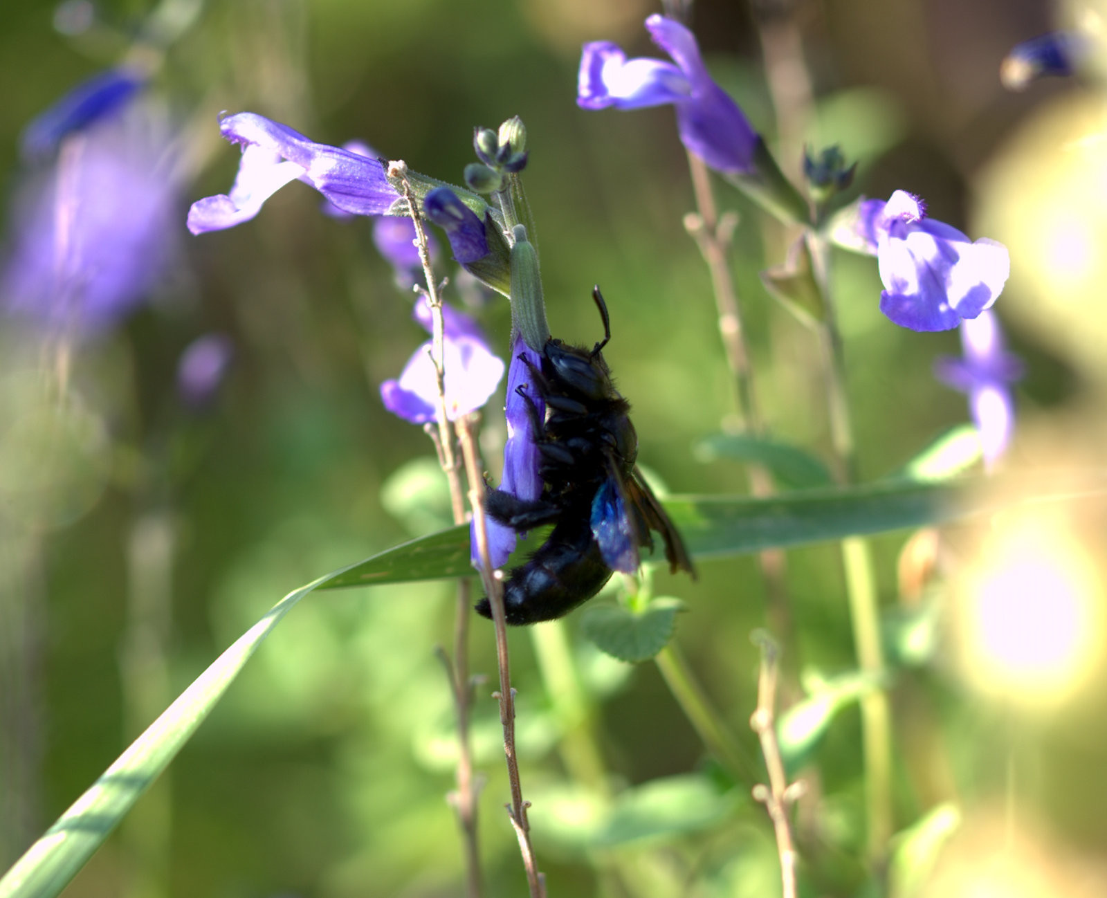 Gendarmes sur des fleurs