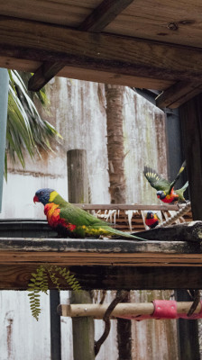 À la découverte du zoo de Martinique