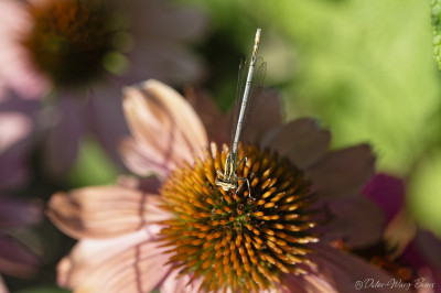 Quelques photos réalisées à l'occasion de la sortie insectes au parc de Gerland.
