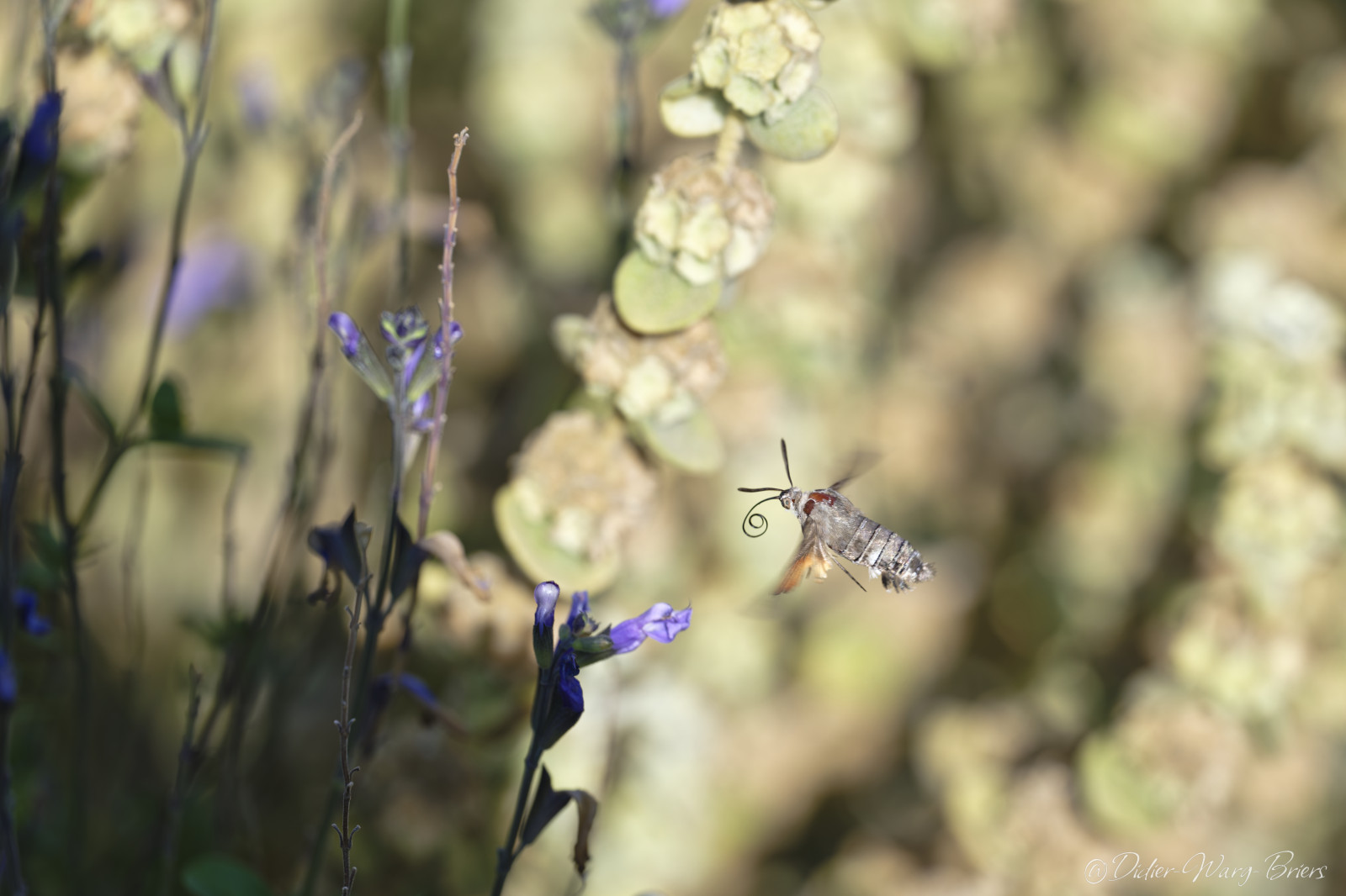 Quelques photos réalisées à l'occasion de la sortie insectes au parc de Gerland.
