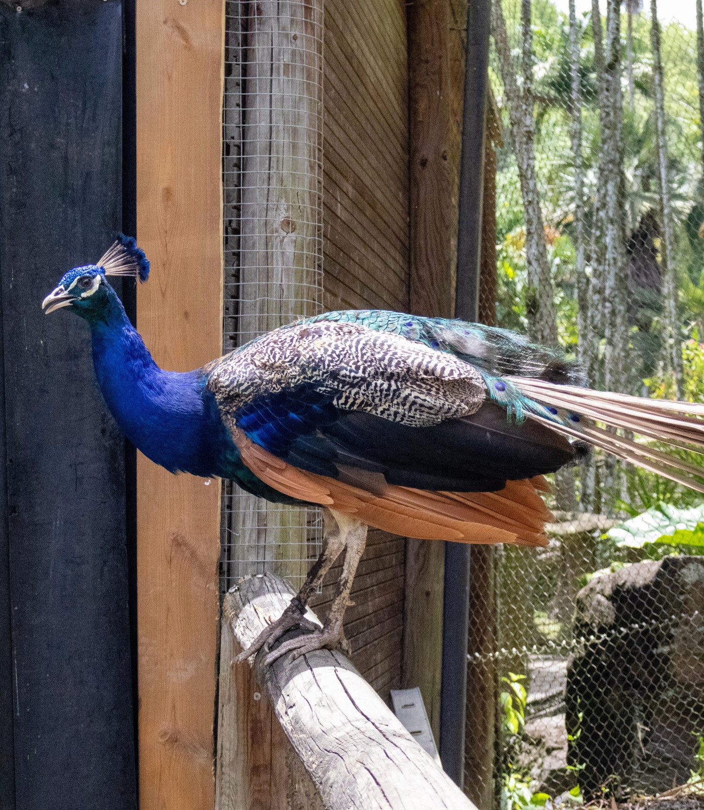 À la découverte du zoo de Martinique