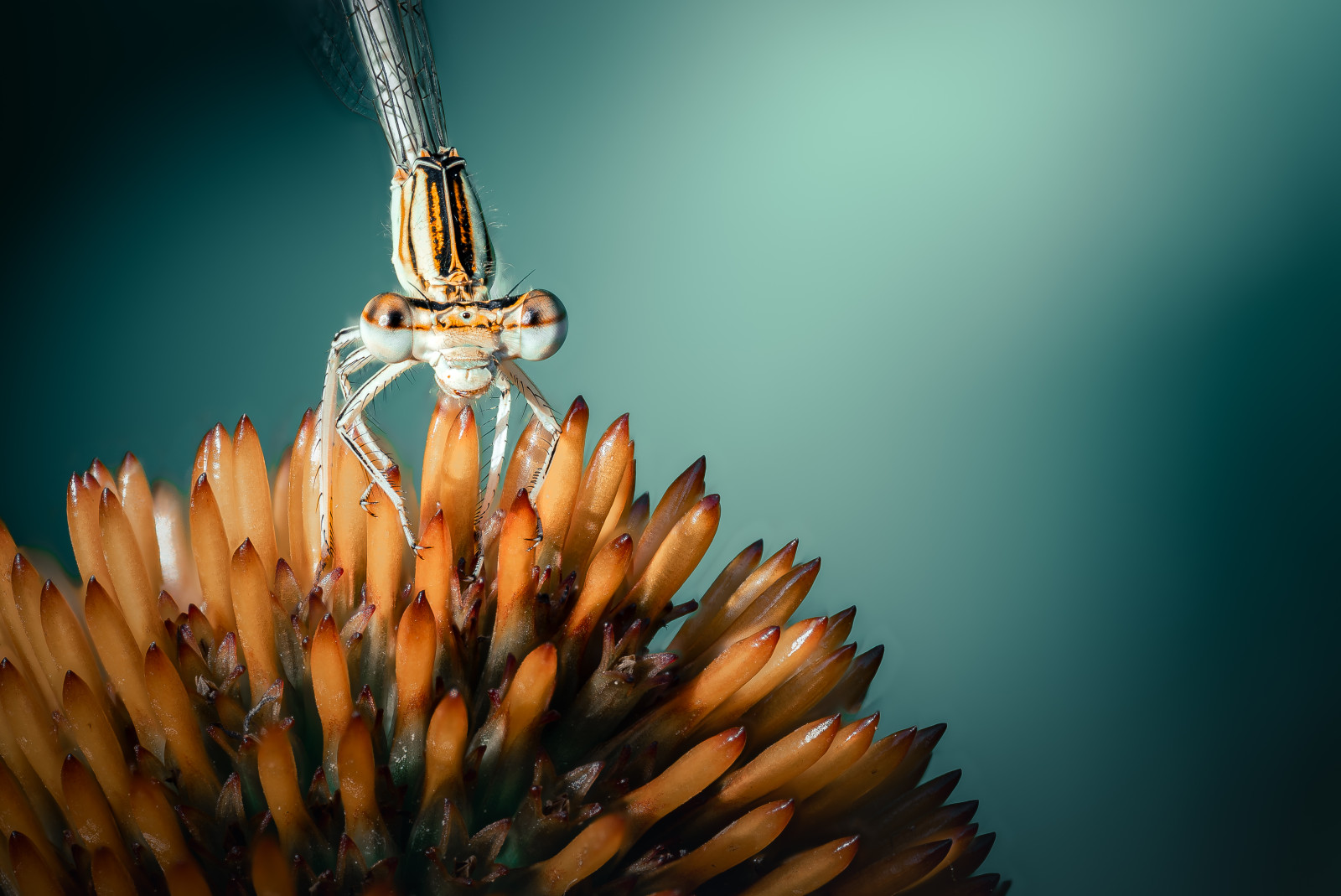 La pose de la belle ailée :)

Merci Kaïto et tous les photographes pour cette belle sortie macro !