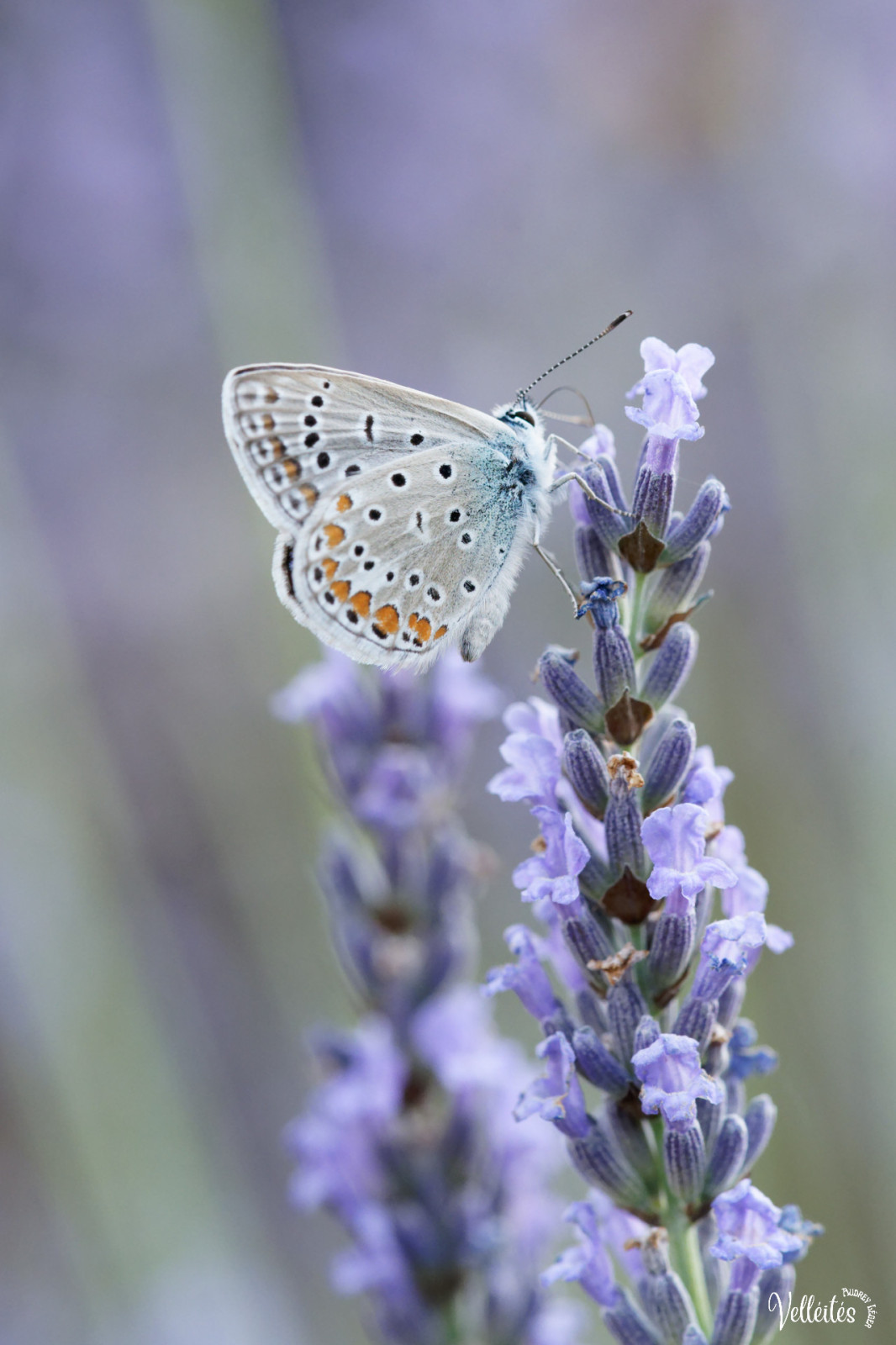 Période trop chargée au niveau boulot pour pouvoir participer à des sorties photos mais je peux m’échapper dans le jardin pour admirer/photographier les petite bêtes !