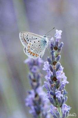 Période trop chargée au niveau boulot pour pouvoir participer à des sorties photos mais je peux m’échapper dans le jardin pour admirer/photographier les petite bêtes !