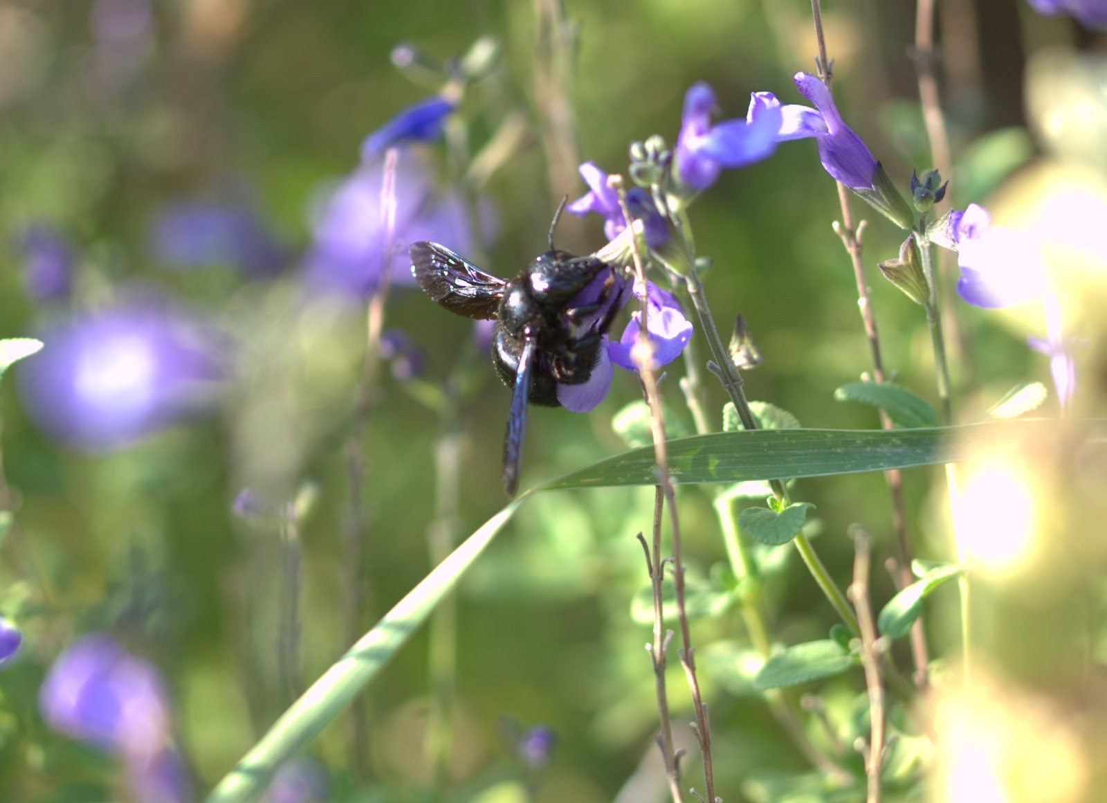 Gendarmes sur des fleurs