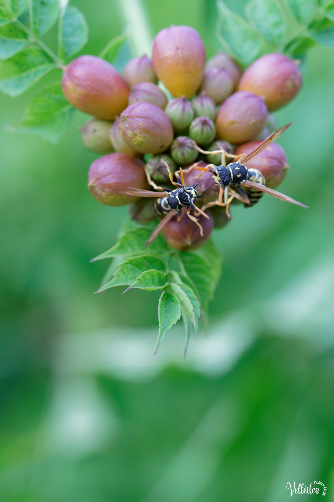 Période trop chargée au niveau boulot pour pouvoir participer à des sorties photos mais je peux m’échapper dans le jardin pour admirer/photographier les petite bêtes !