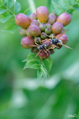 Période trop chargée au niveau boulot pour pouvoir participer à des sorties photos mais je peux m’échapper dans le jardin pour admirer/photographier les petite bêtes !