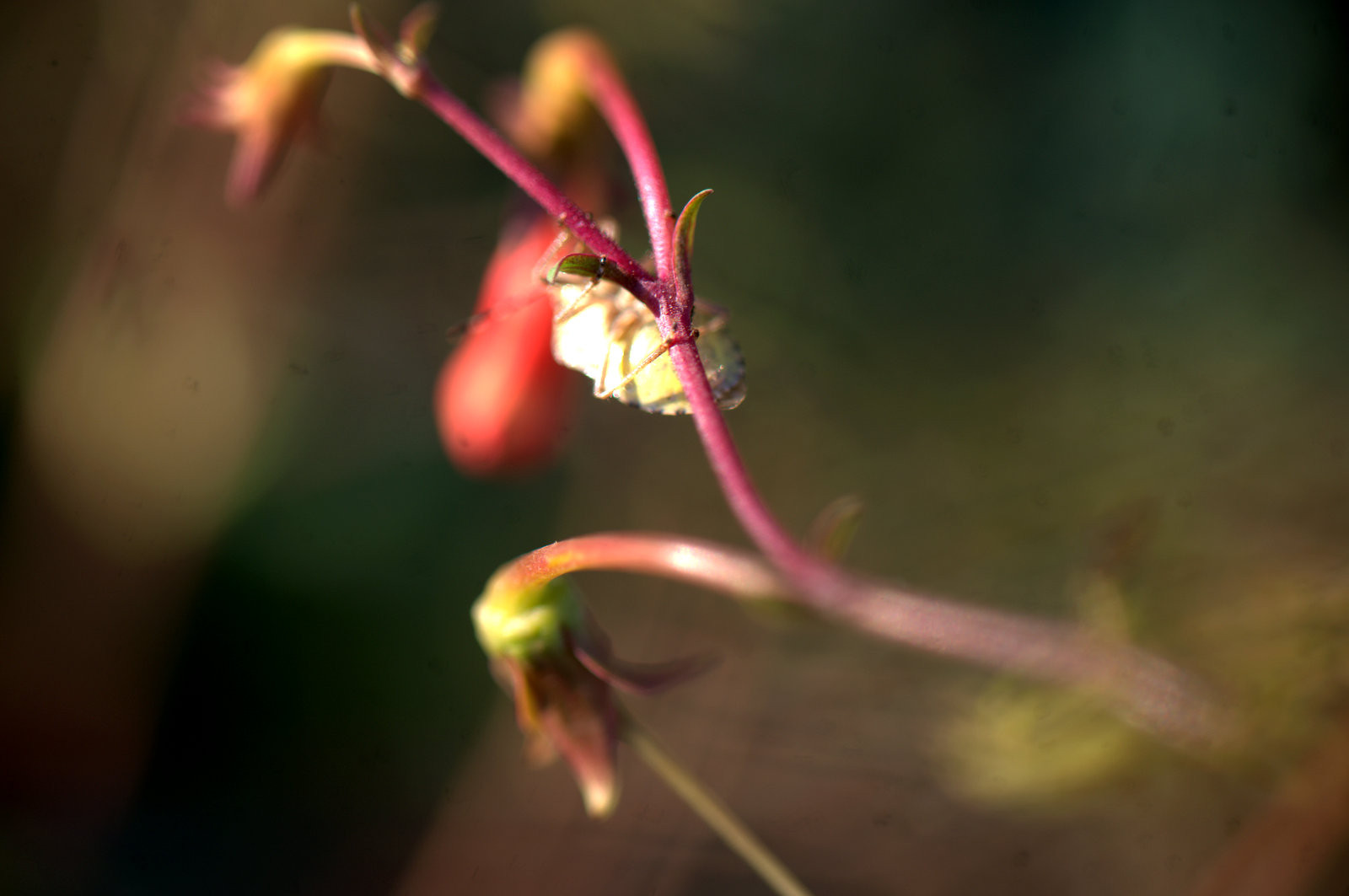 Gendarmes sur des fleurs