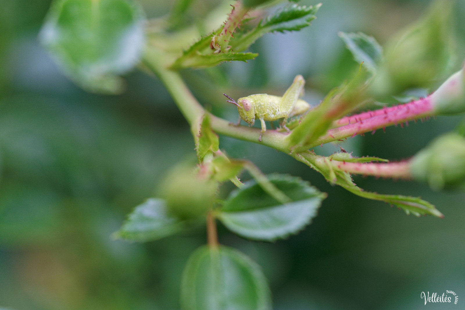 Période trop chargée au niveau boulot pour pouvoir participer à des sorties photos mais je peux m’échapper dans le jardin pour admirer/photographier les petite bêtes !