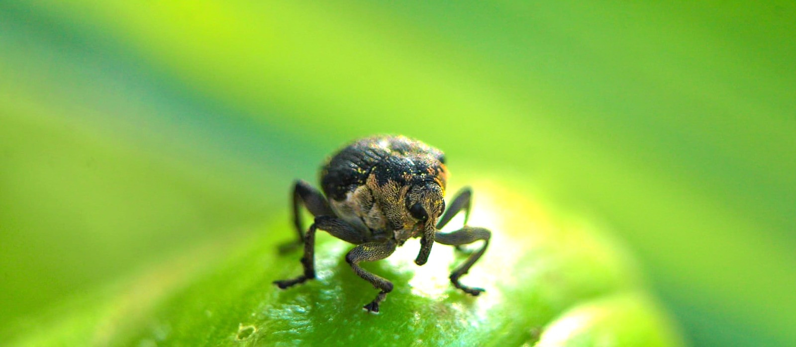 Charançon noir de la vigne - "Otiorhynchus sulcatus"
