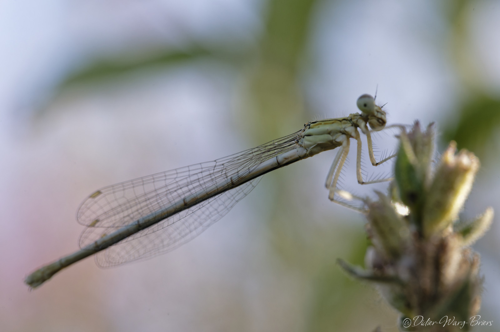 Quelques photos réalisées à l'occasion de la sortie insectes au parc de Gerland.