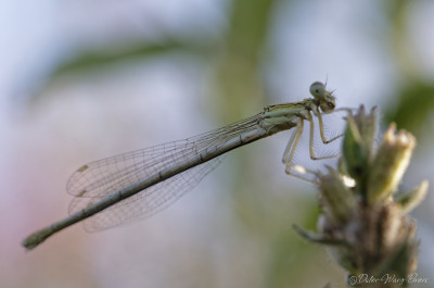 Quelques photos réalisées à l'occasion de la sortie insectes au parc de Gerland.