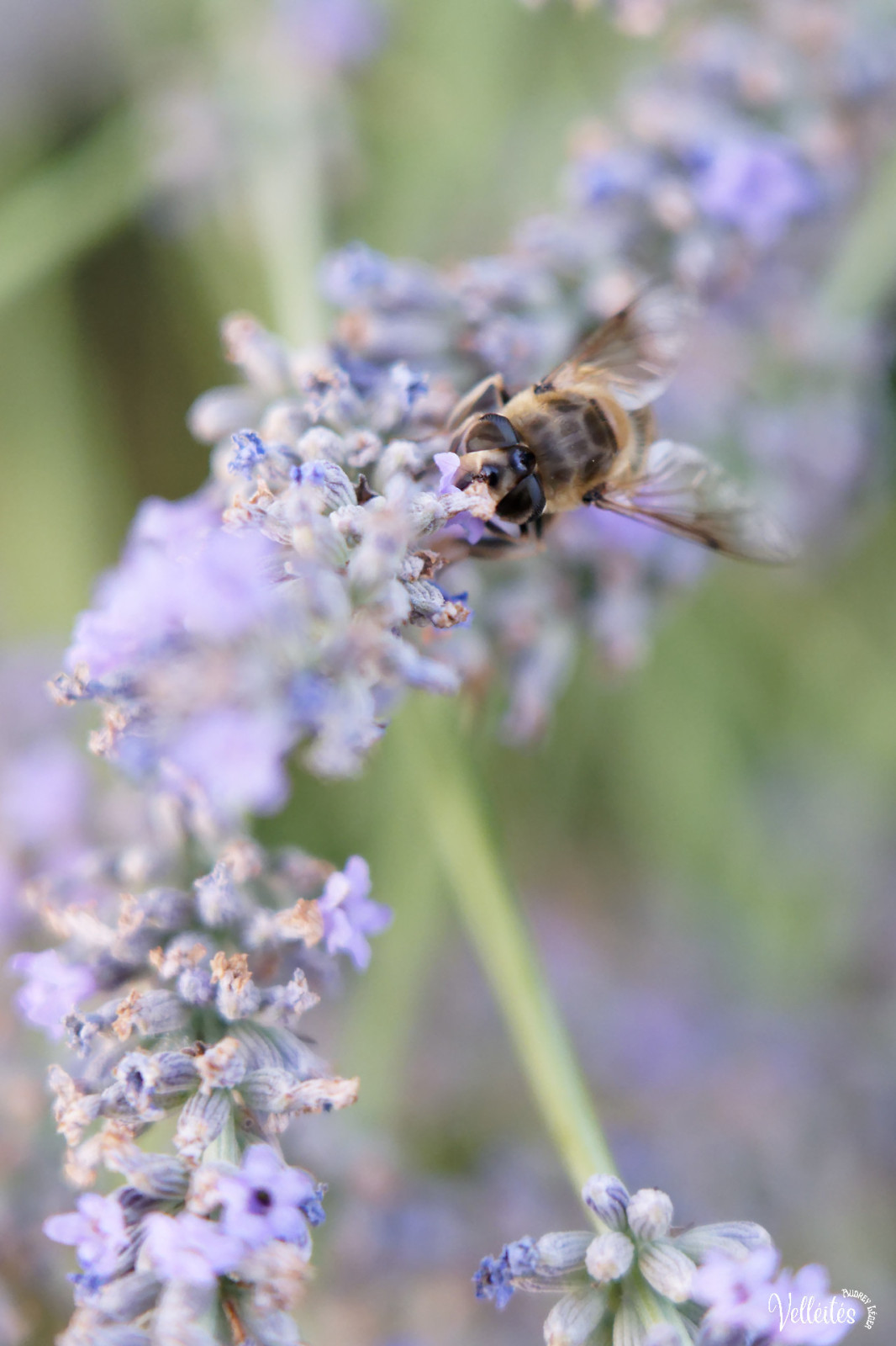Période trop chargée au niveau boulot pour pouvoir participer à des sorties photos mais je peux m’échapper dans le jardin pour admirer/photographier les petite bêtes !