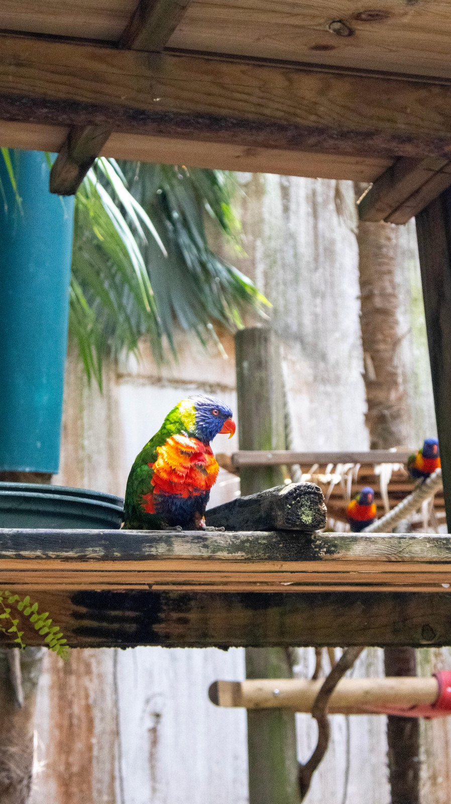À la découverte du zoo de Martinique