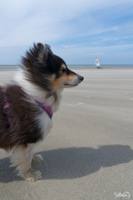 Retour de vacances en baie de Somme .
Je n’avais pas de bon objectif pour photographier les phoques et les oiseaux (mais je les ai beaucoup admirés avec les jumelles!). Tant pis il y a eu d’autres choses sympas à photographier !