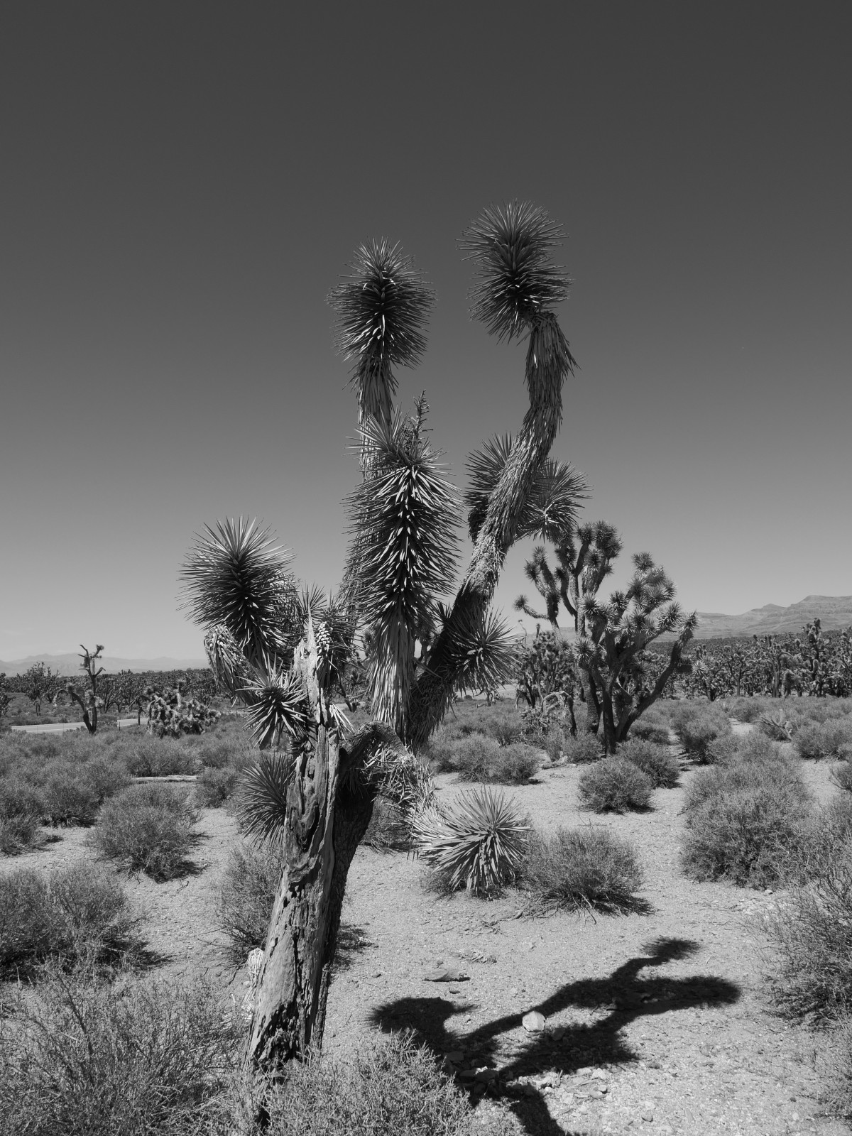 Joshua Tree National Park