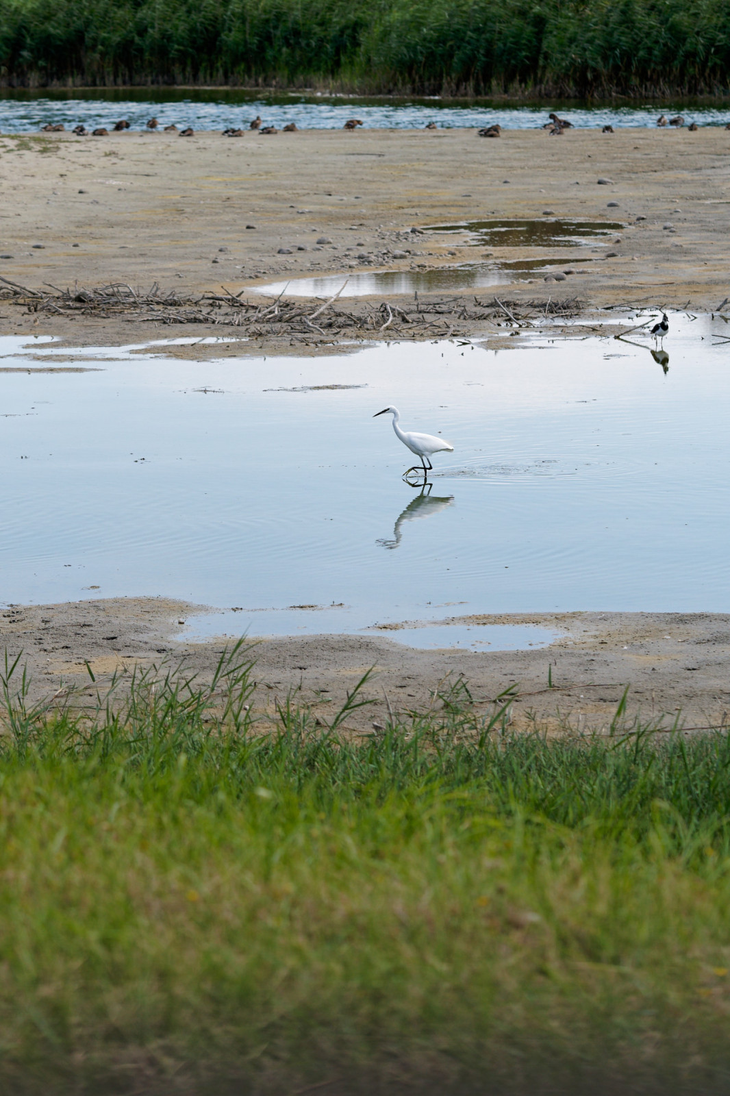 Retour de vacances en baie de Somme .
Je n’avais pas de bon objectif pour photographier les phoques et les oiseaux (mais je les ai beaucoup admirés avec les jumelles!). Tant pis il y a eu d’autres choses sympas à photographier !