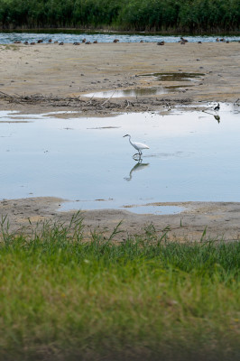 Retour de vacances en baie de Somme .
Je n’avais pas de bon objectif pour photographier les phoques et les oiseaux (mais je les ai beaucoup admirés avec les jumelles!). Tant pis il y a eu d’autres choses sympas à photographier !