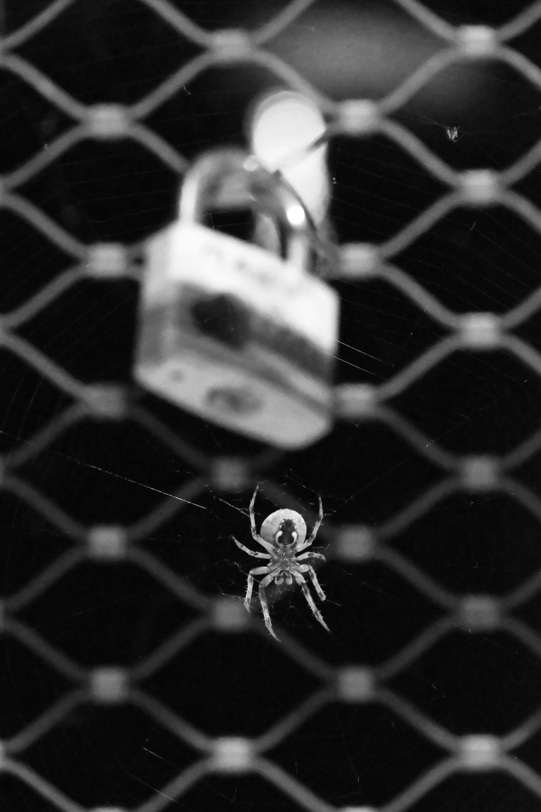 L'amour est semblable à une toile d'araignée dans sa fragilité 🕸️