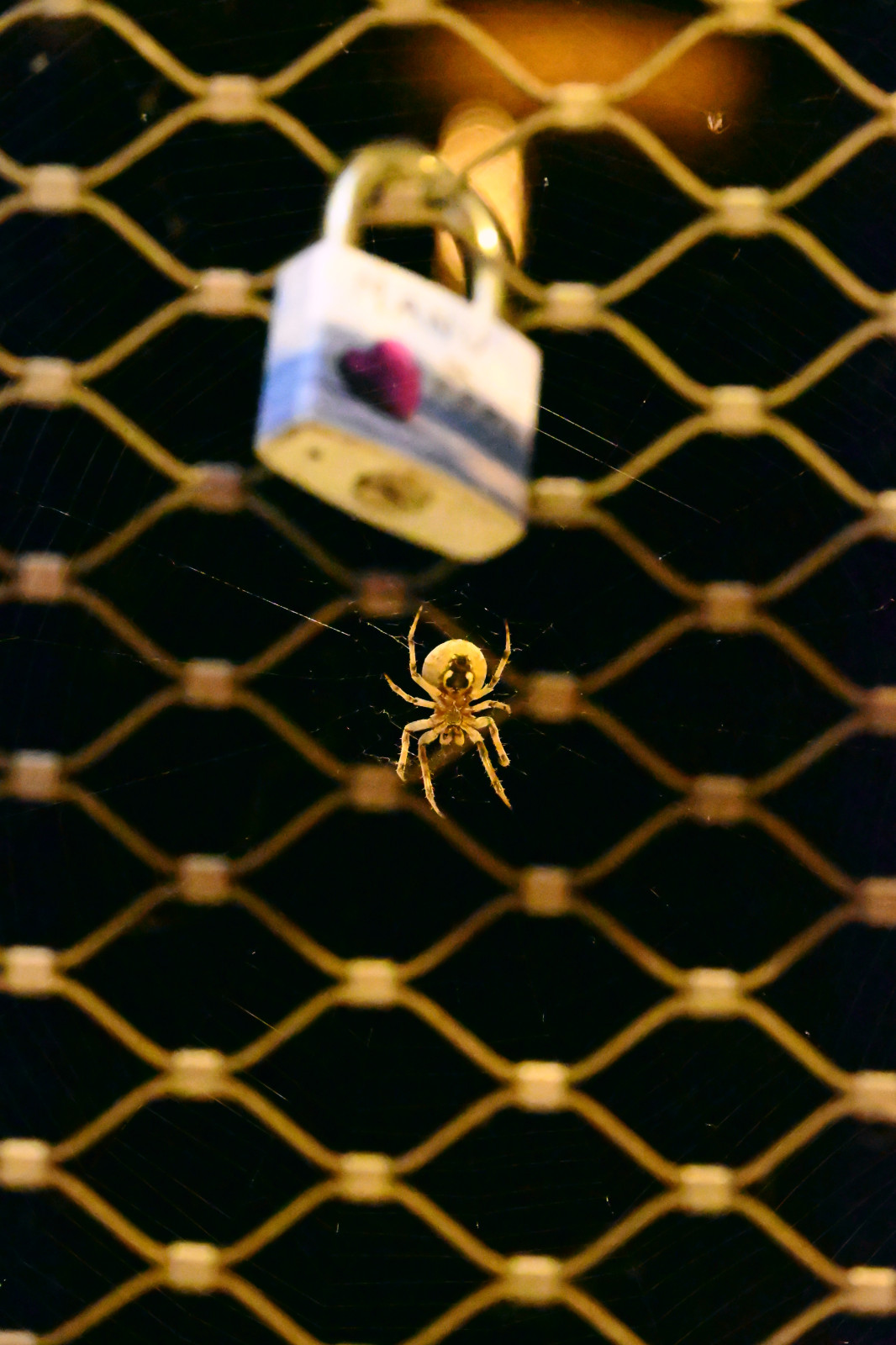 L'amour est semblable à une toile d'araignée dans sa fragilité 🕸️