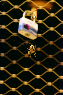 L'amour est semblable à une toile d'araignée dans sa fragilité 🕸️
