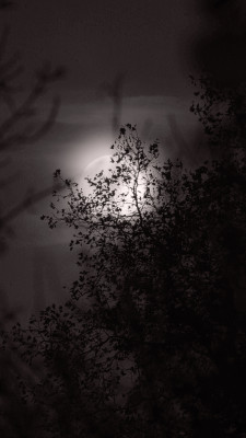Lune de Bresse