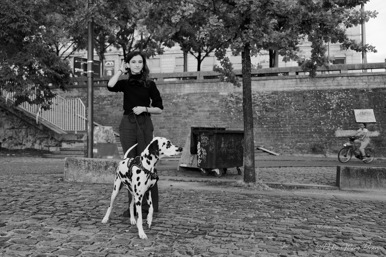 le dalmatien et entre ombre et lumière