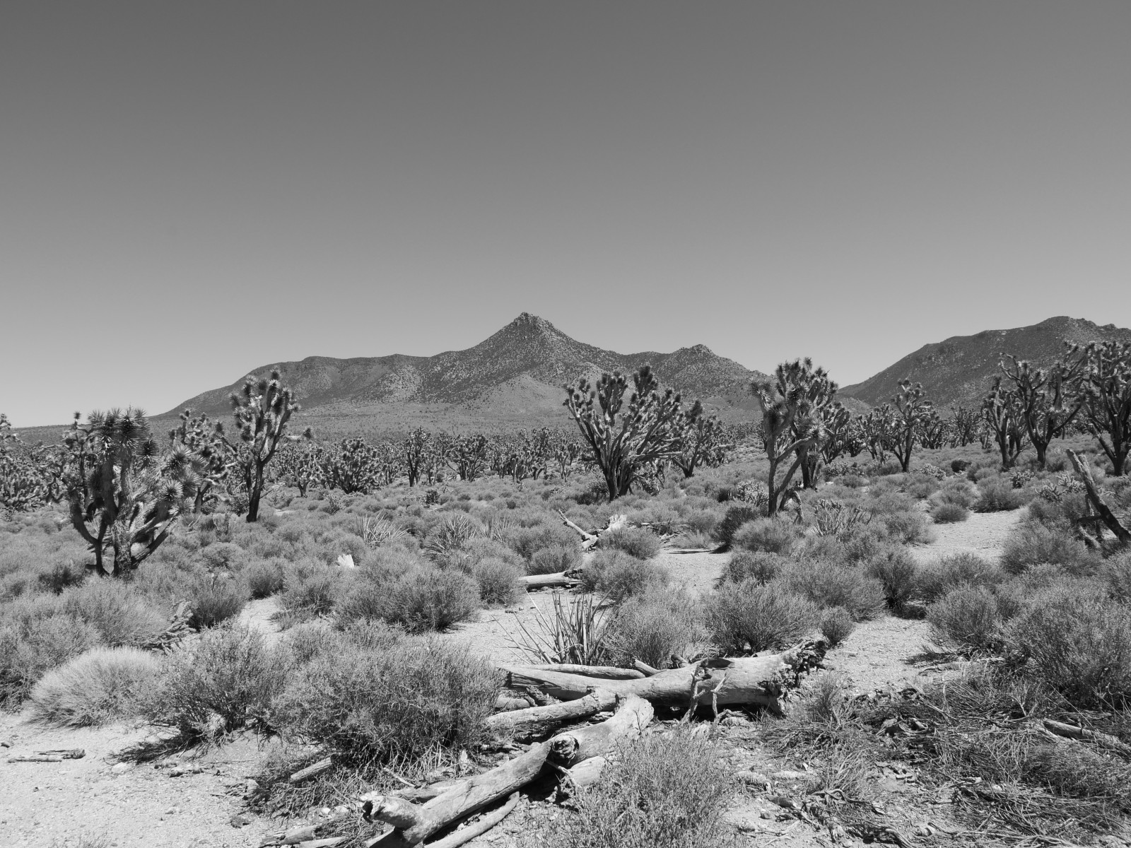 Joshua Tree National Park