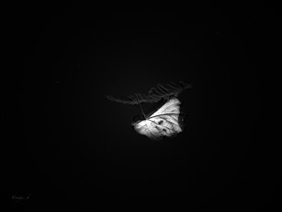 Sortie à la manière de Hiroshi Sujimoto. TENTATIVE minimaliste. Tiré de son environnement, l' objet est mis en valeur par un fond noir ou blanc et suscite une perception différente. 
Merci Kaïto !