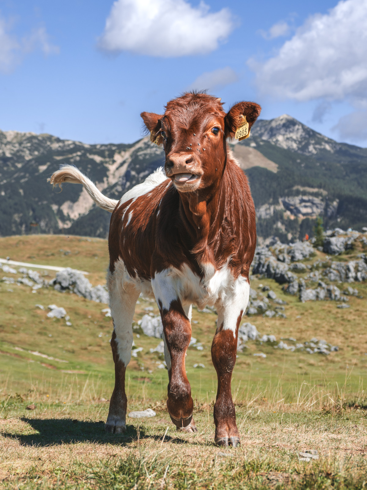 📍Un morceau de Slovénie