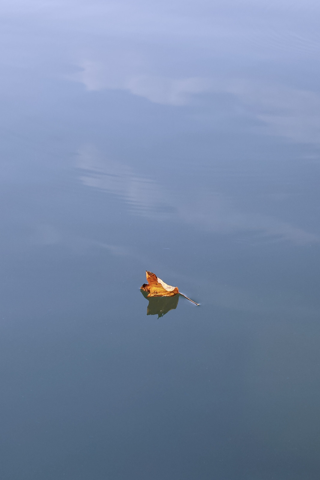 J'ai beaucoup aimé cette expérience, qui demandera d'être retravaillée et approfondie. Finalement, pour la feuille, je préfère tout de même la version couleurs avec cette photo...