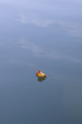 J'ai beaucoup aimé cette expérience, qui demandera d'être retravaillée et approfondie. Finalement, pour la feuille, je préfère tout de même la version couleurs avec cette photo...