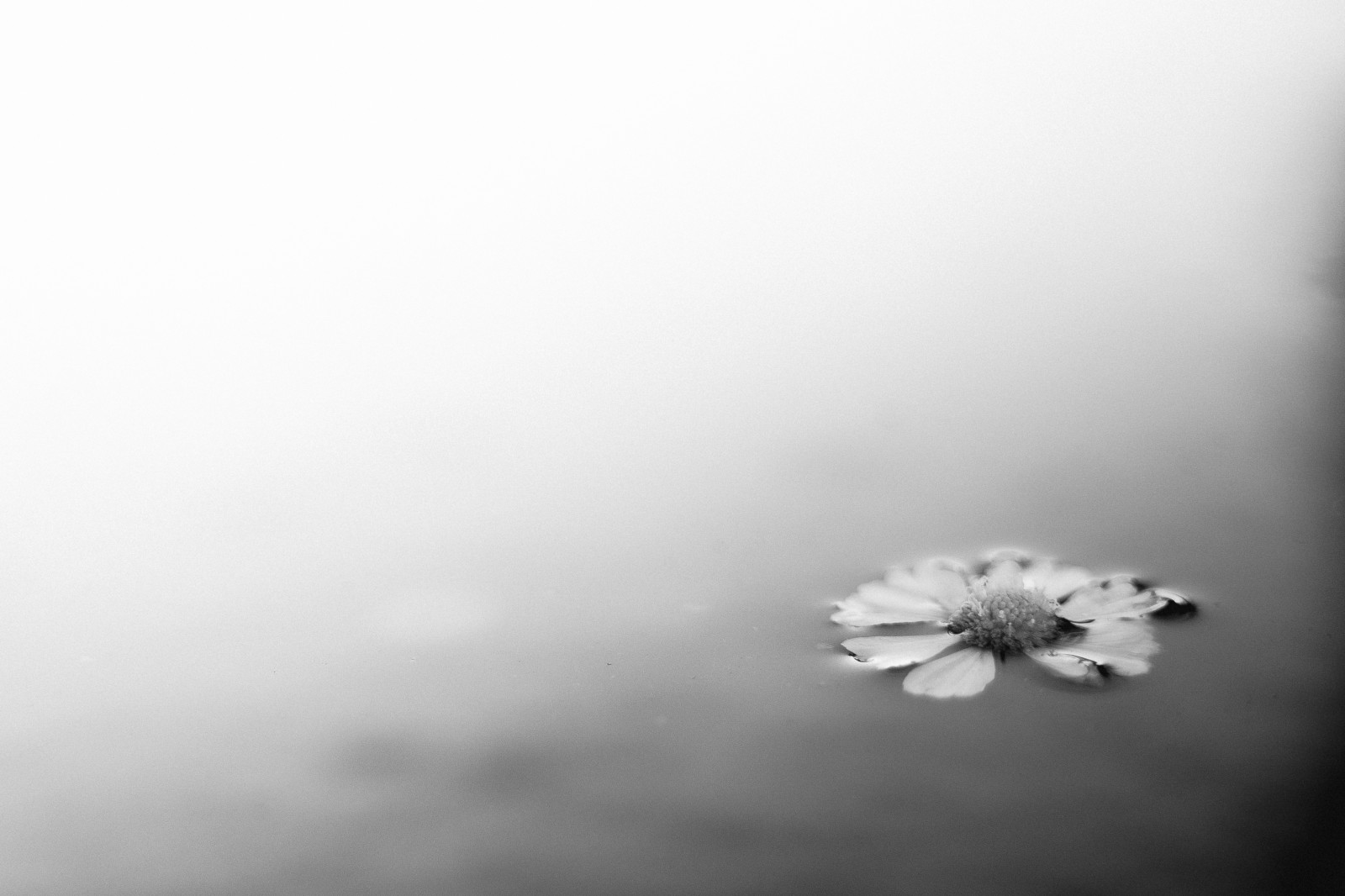 Merci aux participants qui se sont essayé à l'approche photographique de Hiroshi Sugimoto ! 

L'idée était d'utiliser le concept Japonais du "Ma" dans ses compositions, et d'exprimer la sérénité a travers ses images en épurant au maximum ses prises de vues. 

Pour ma part j'aime beaucoup me concentrer sur les détails de la vie quotidienne que les gens ne remarquent surement pas mais qui font la beauté de notre monde.