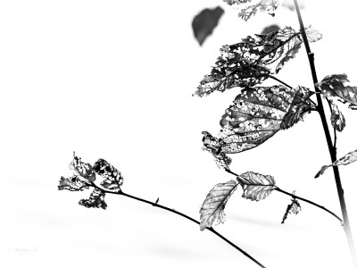 Sortie à la manière de Hiroshi Sujimoto. TENTATIVE minimaliste. Tiré de son environnement, l' objet est mis en valeur par un fond noir ou blanc et suscite une perception différente. 
Merci Kaïto !